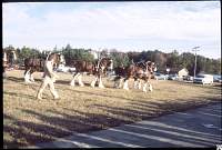 1980 Budweiser horses F'ville 08.jpg